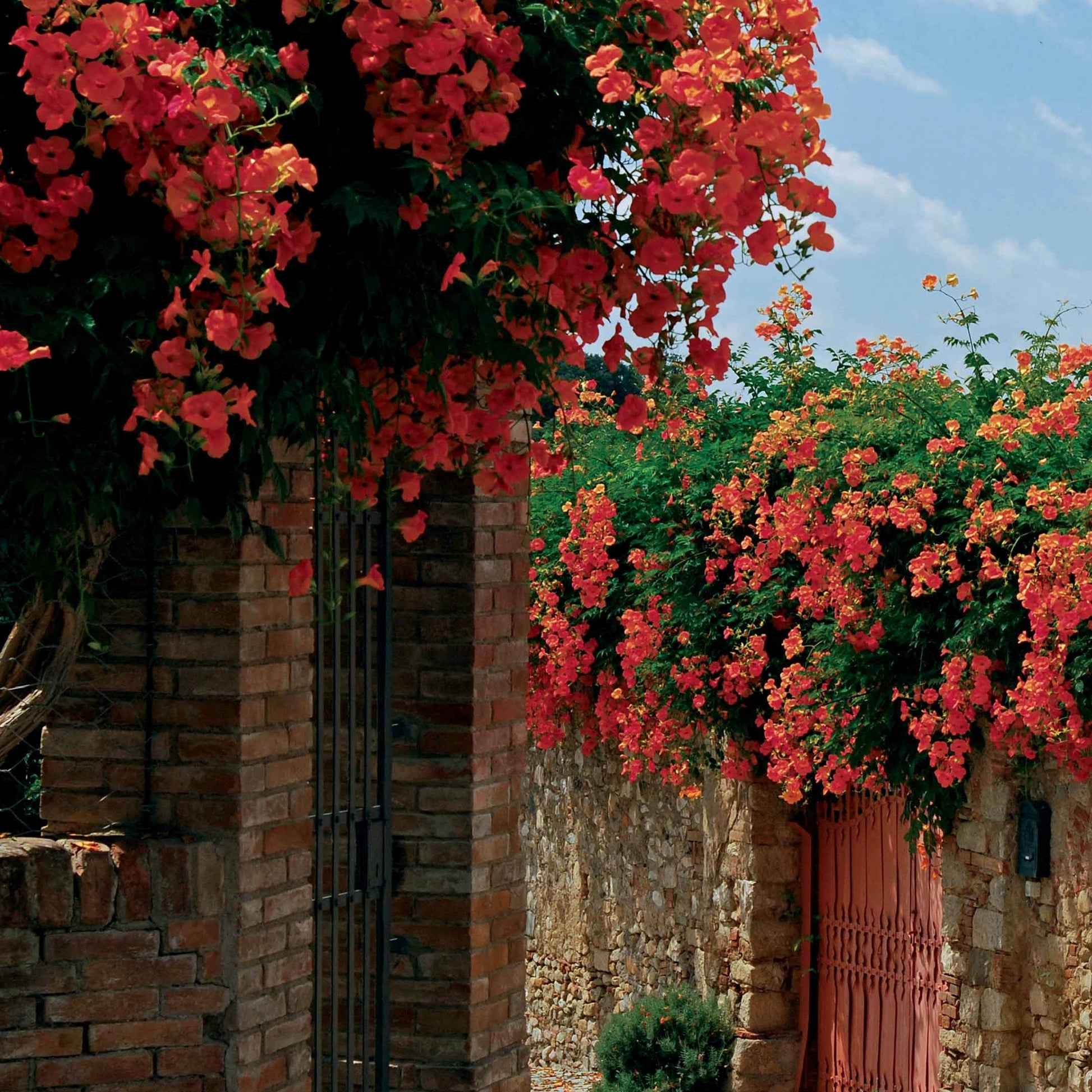 Kletterpflanzen - Trompetenblume Madame Galen - Campsis radicans x tagliabuana Madame Galen