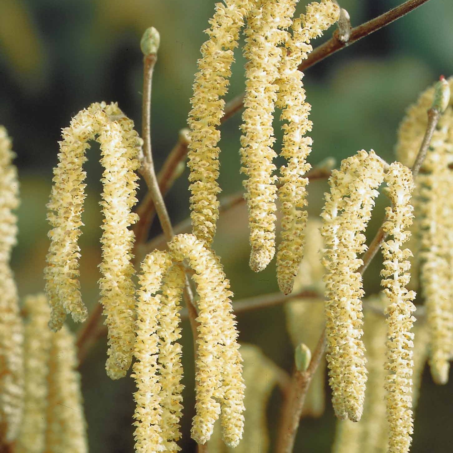 Verkauf Haselnuss - Corylus avellana