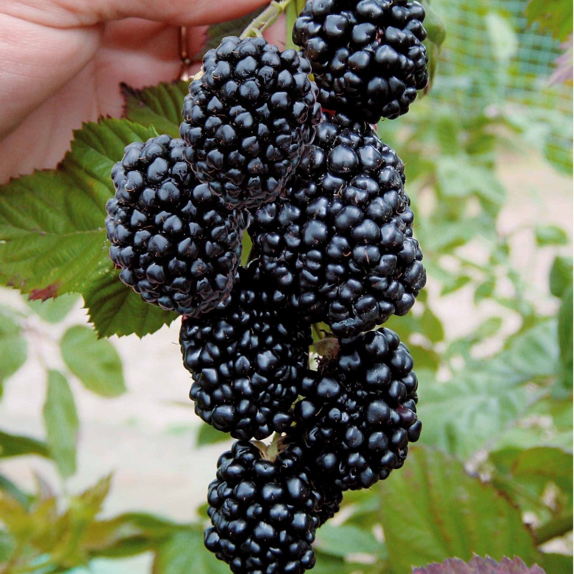Brombeere 'Triple Crown' - Bakker