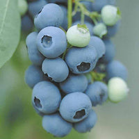 Sträucher-Kollektion Vitaminfrüchte (x4) - Vaccinium corymbosum, lycium barbarum, vaccinum macrocarpon, schisandra chinensis - Bakker