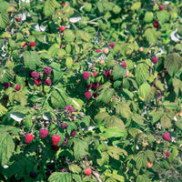 Rubus idaeus Heritage - Remontant Himbeere Heritage - Himbeeren