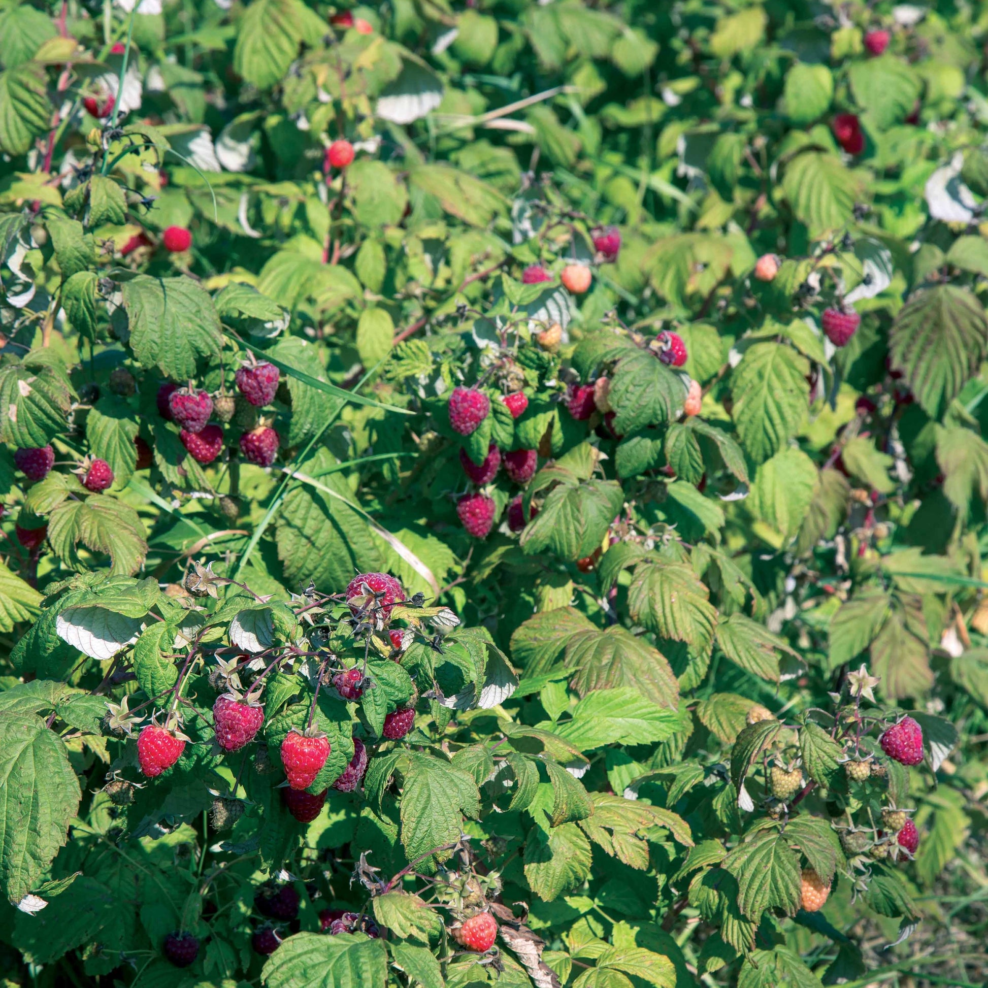Rubus idaeus Heritage - Remontant Himbeere Heritage - Himbeeren