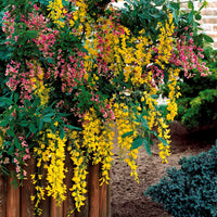 Zweifarbiger Goldregen - Laburnocytisus adamii - Bakker