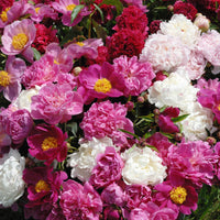 Duftende Pfingstrosen (1 rot + 1 rosa + 1 weiß) (x3) - Paeonia lactiflora - Bakker