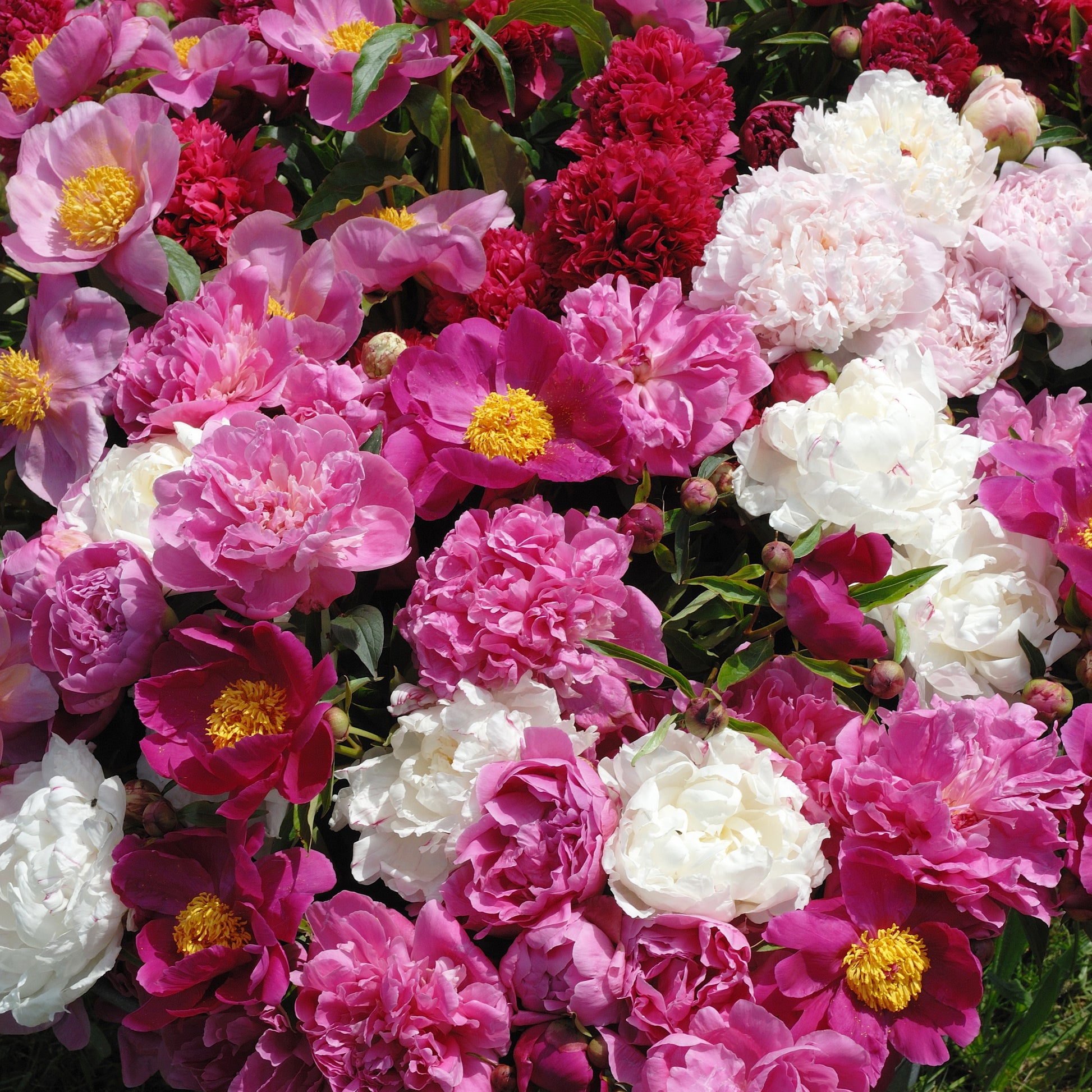 Duftende Pfingstrosen (1 rot + 1 rosa + 1 weiß) (x3) - Paeonia lactiflora - Bakker