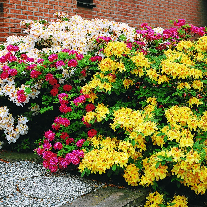 Azalee (Chinesische) ‘Harvest Moon’ - Rhododendron (Azalea) mollis Harvest Moon - Bakker