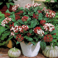 Viburnum - Lorbeerschneeball Spirit - Viburnum tinus Spirit