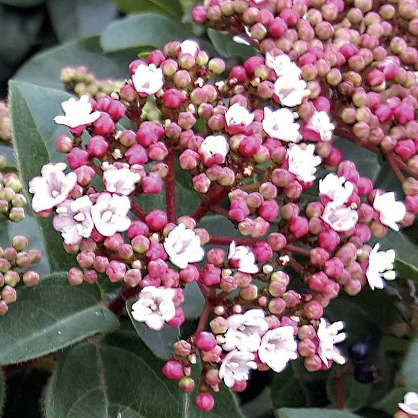 Viburnum tinus Spirit - Lorbeerschneeball Spirit - Viburnum
