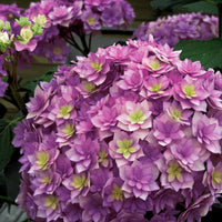 Bauernhortensie Expression - Bakker