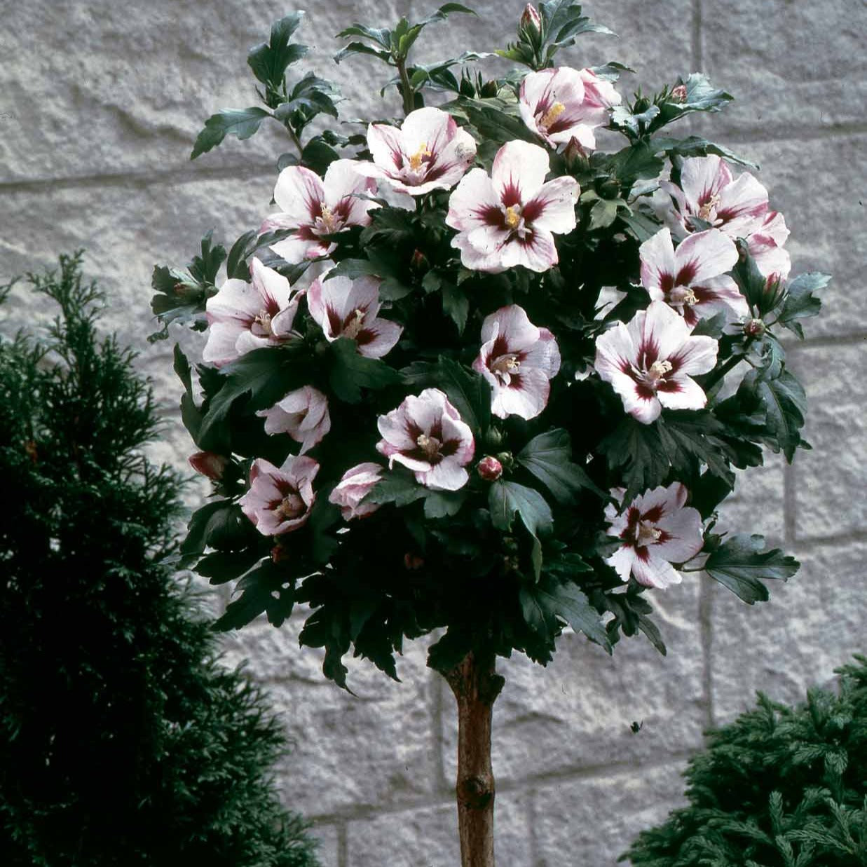 Garteneibisch auf Stamm weiß-rot - Hibiscus syriacus - Bakker