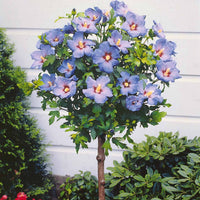 Garteneibisch auf Stamm blau - Hibiscus syriacus - Bakker