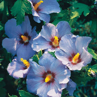 Hibiscus syriacus - Garteneibisch auf Stamm blau - Hibiskus