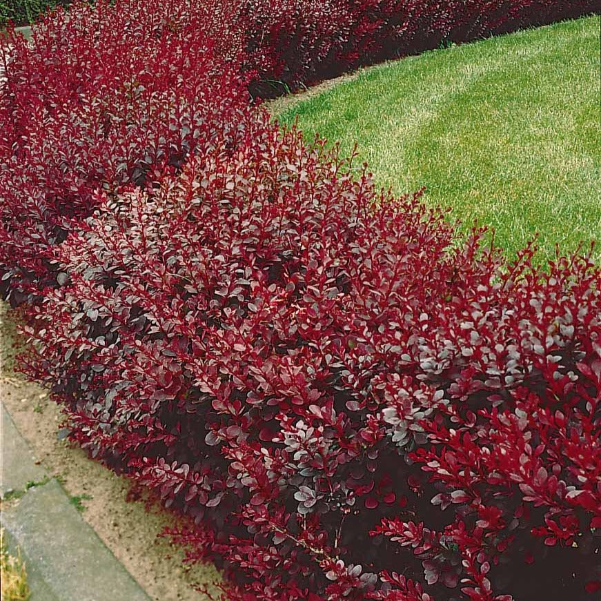 Blut-Berberitze ‘Atropurpurea’ Hecke - Berberis thunbergii Atropurpurea - Bakker
