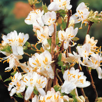Duftheckenkirsche - Lonicera fragrantissima - Bakker