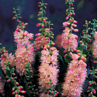 Silberkerzenstrauch (x2) - Clethra alnifolia - Bakker