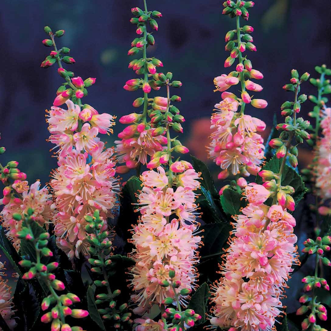 Silberkerzenstrauch (x2) - Clethra alnifolia - Bakker