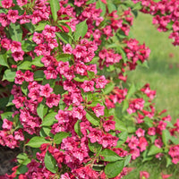 Weigela florida Bristol Ruby - Weigelie Bristol Rubin - Sträucher