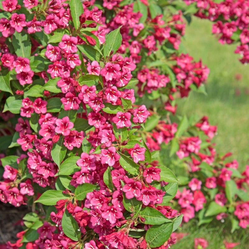 Weigela florida Bristol Ruby - Weigelie Bristol Rubin - Sträucher