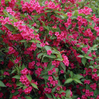 Weigelie Bristol Rubin - Weigela florida Bristol Ruby - Bakker