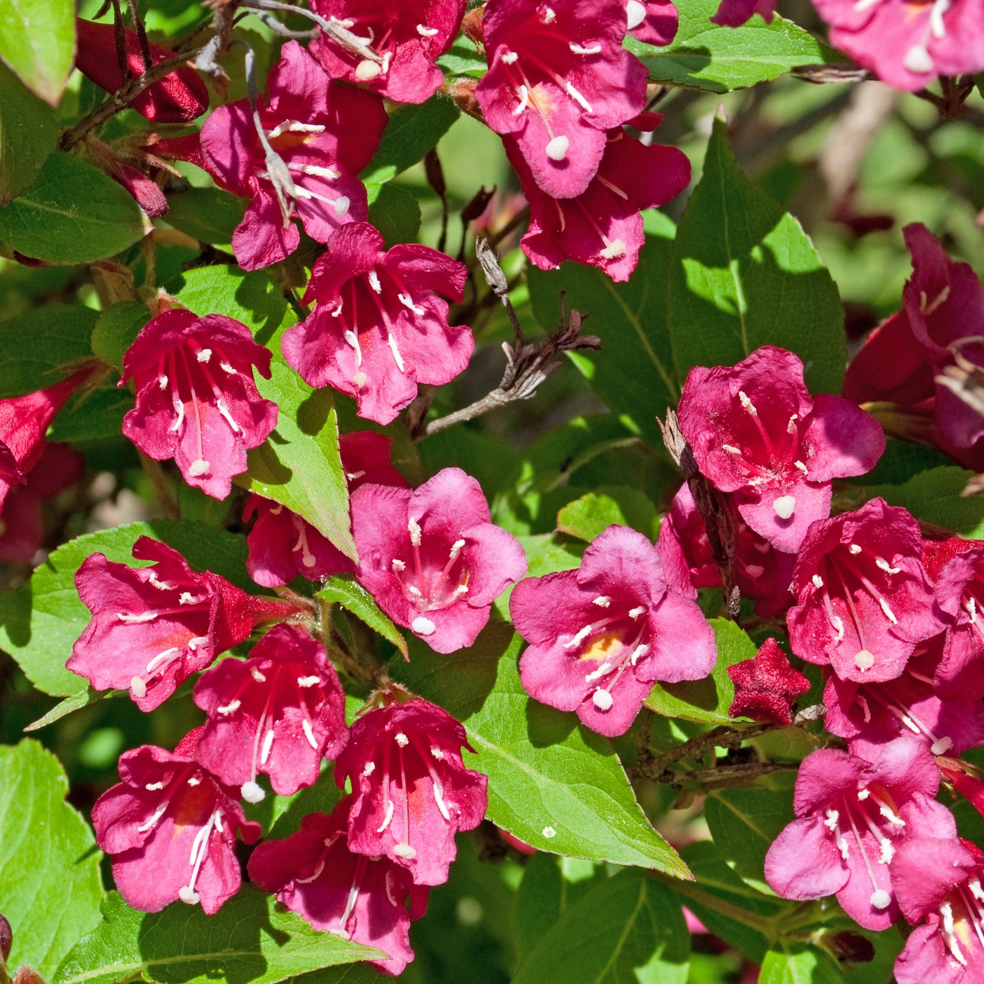 Sträucher - Weigelie Bristol Rubin - Weigela florida Bristol Ruby
