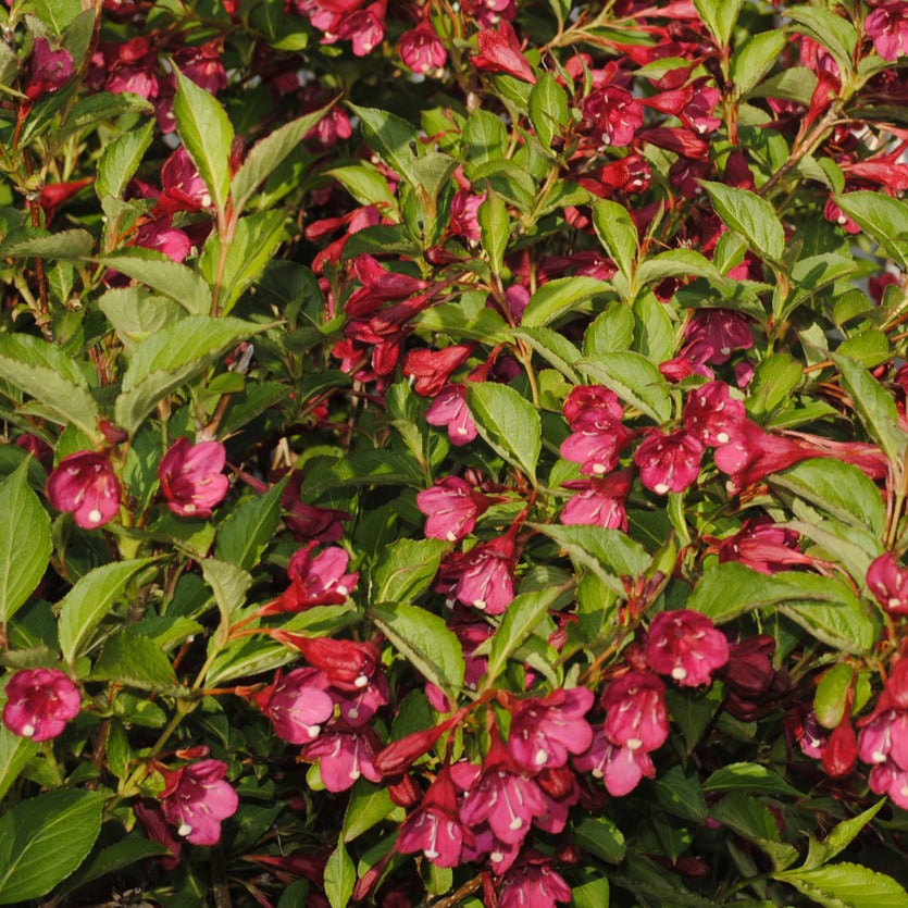 Verkauf Weigelie Bristol Rubin - Weigela florida Bristol Ruby