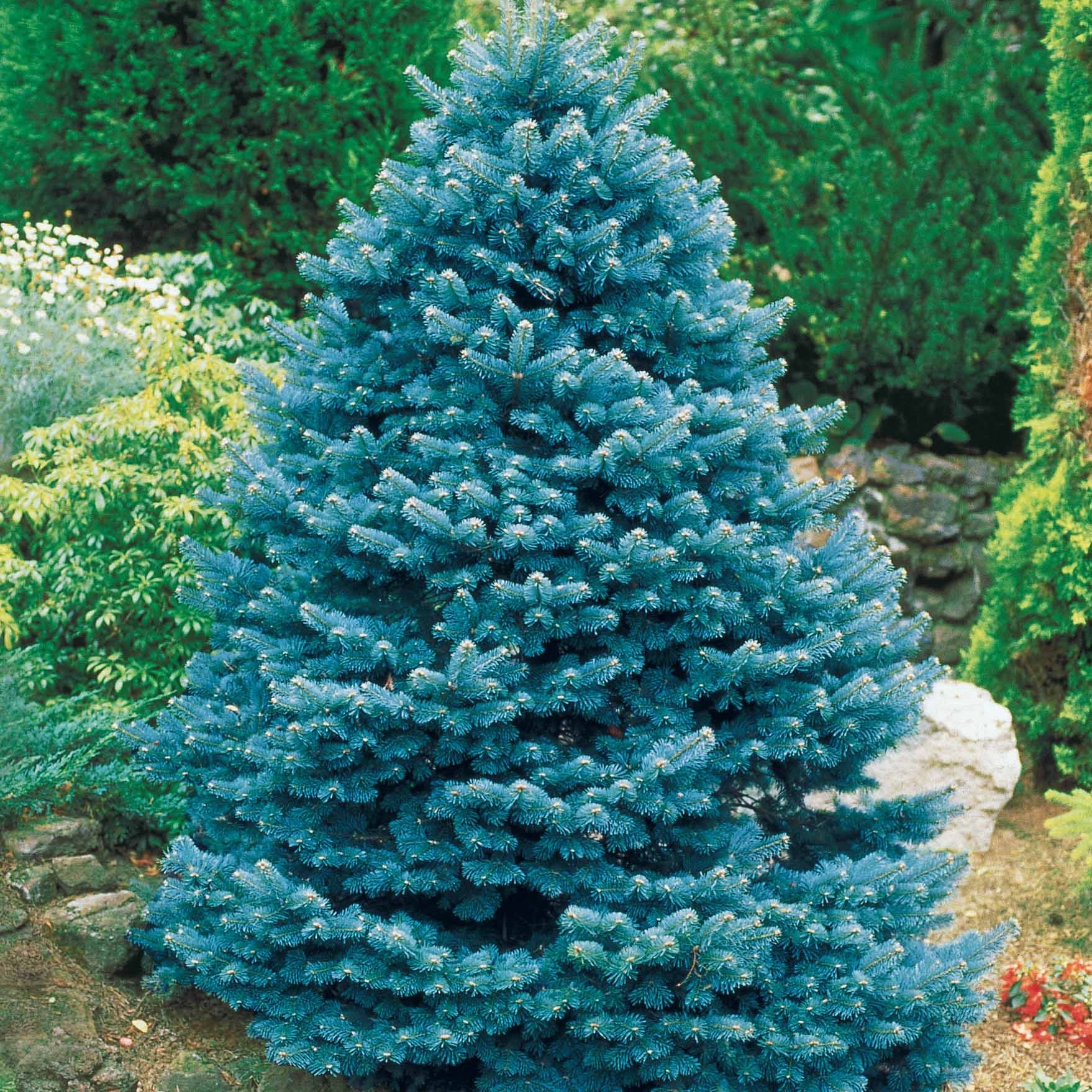 Nadelbäume - Blaufichte - Picea pungens maculata