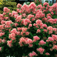Verkauf Säckelblume Marie Simon - Ceanothus x pallidus marie simon
