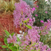 Verkauf Säckelblume Marie Simon