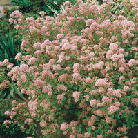 Säckelblume Marie Simon - Ceanothus x pallidus marie simon - Bakker