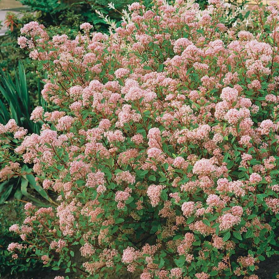 Säckelblume Marie Simon - Ceanothus x pallidus marie simon - Bakker