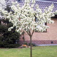 Birnbäume - Birnbaum Conference - Pyrus communis Conférence