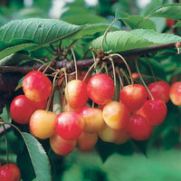 Zwerg-Süßkirsche ‘Spur Napoléon’ - Prunus avium napoléon - Bakker