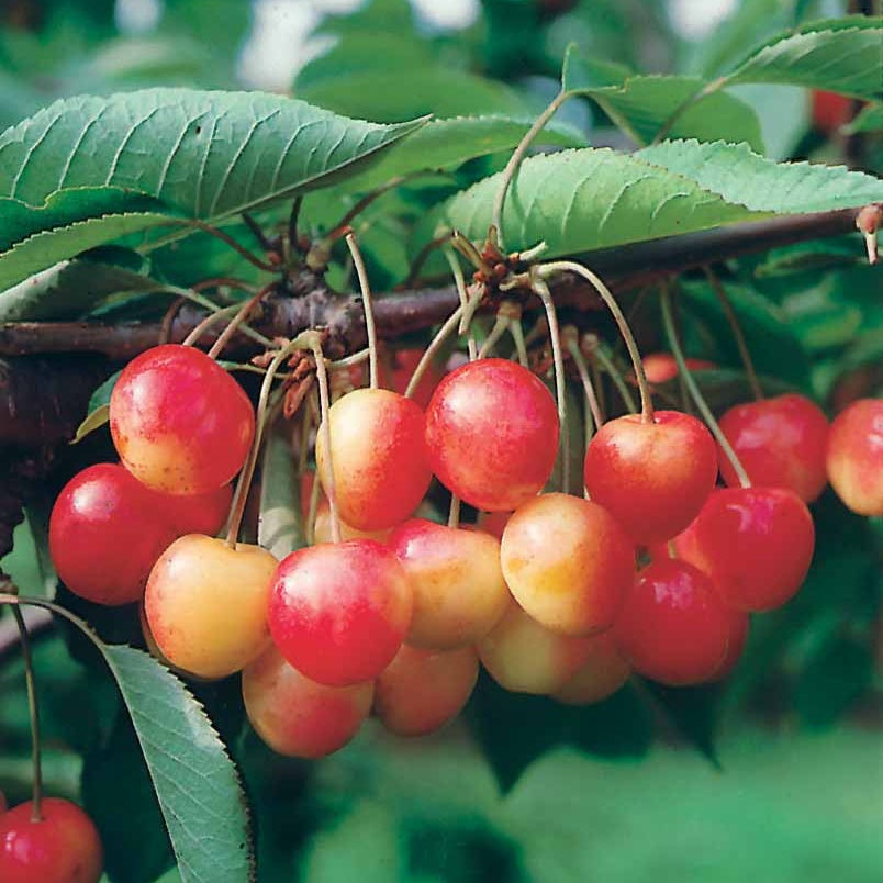 Zwerg-Süßkirsche ‘Spur Napoléon’ - Prunus avium napoléon - Bakker