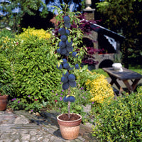 Zwergpflaume ‘Black Amber’ - Prunus salicina Black Amber - Bakker