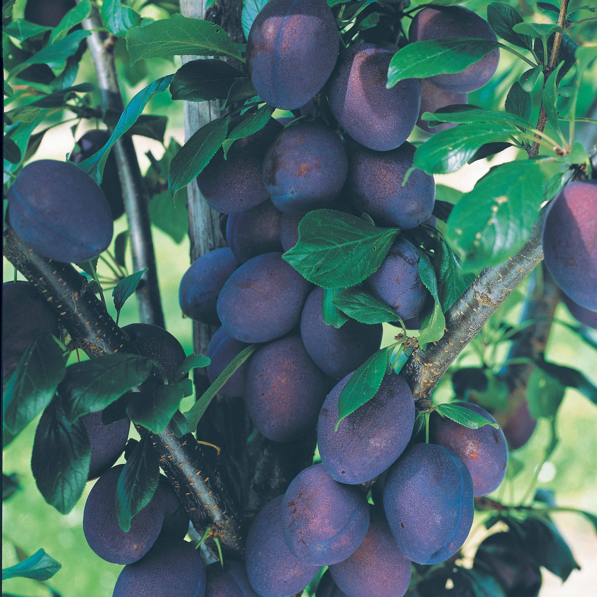 Prunus salicina Black Amber - Zwergpflaume ‘Black Amber’ - Pflaumenbäume