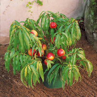 Mini-Nektarine Morton - Prunus persica Morton - Bakker