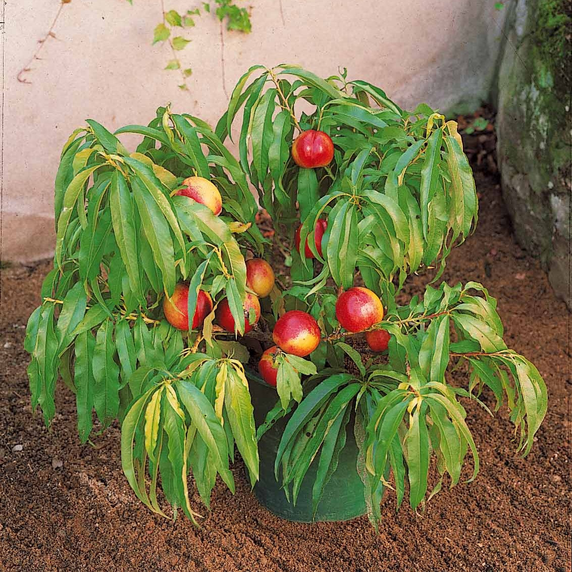 Mini-Nektarine Morton - Prunus persica Morton - Bakker