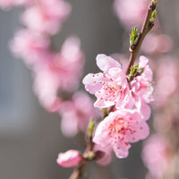 Prunus persica Morton - Mini-Nektarine Morton - Nektarinenbäume