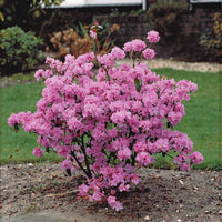 Rhododendron praecox - Früh-Rhododendron - Rhododendron