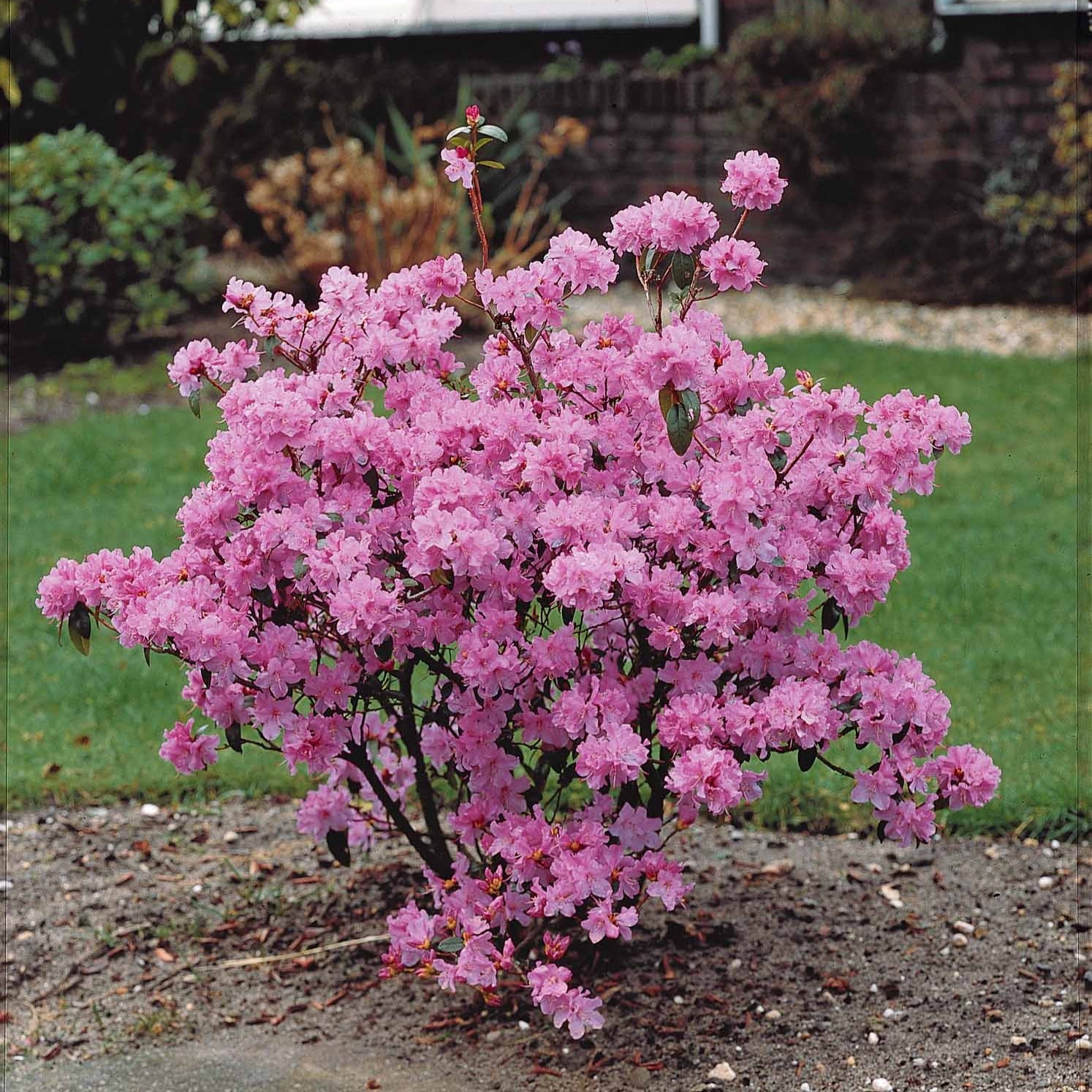 Rhododendron praecox - Früh-Rhododendron - Rhododendron