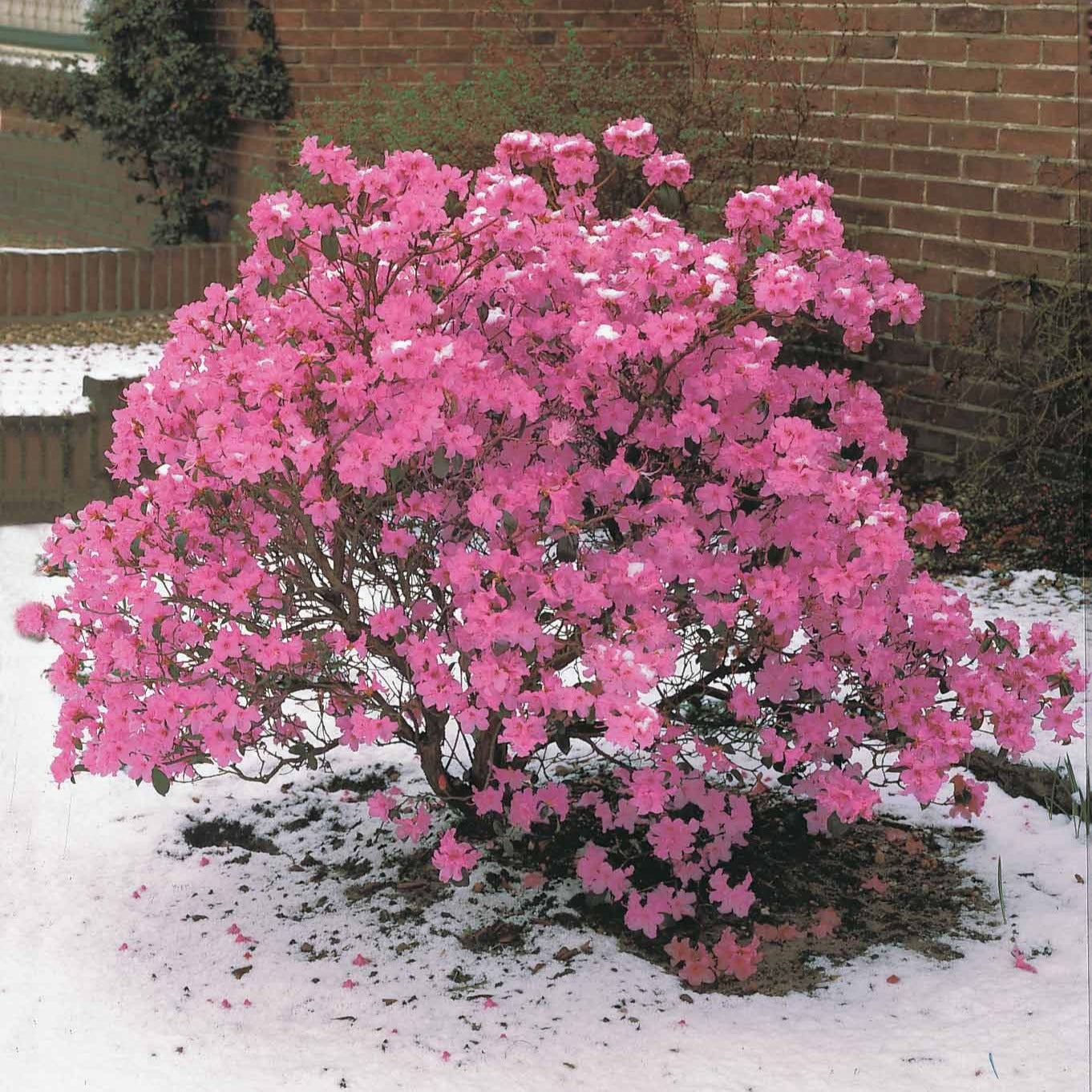 Früh-Rhododendron - Rhododendron praecox - Bakker