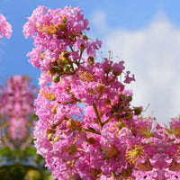 Kräuselmyrte ‘Turenne’ rosa - Lagerstroemia indica Turenne - Bakker