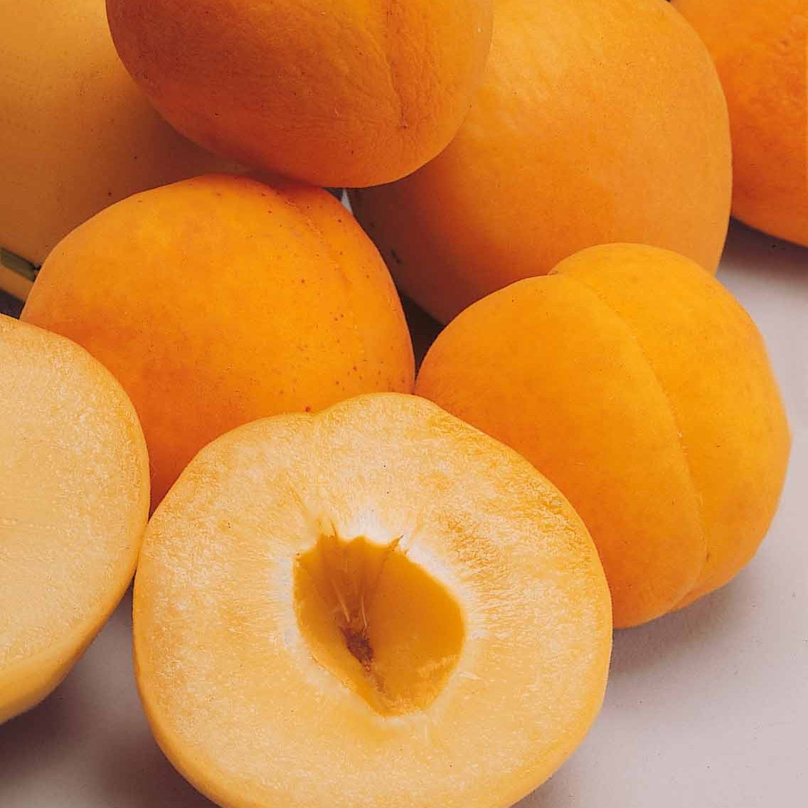 Aprikose ‘Polonais’ - Prunus armeniaca Polonais - Bakker