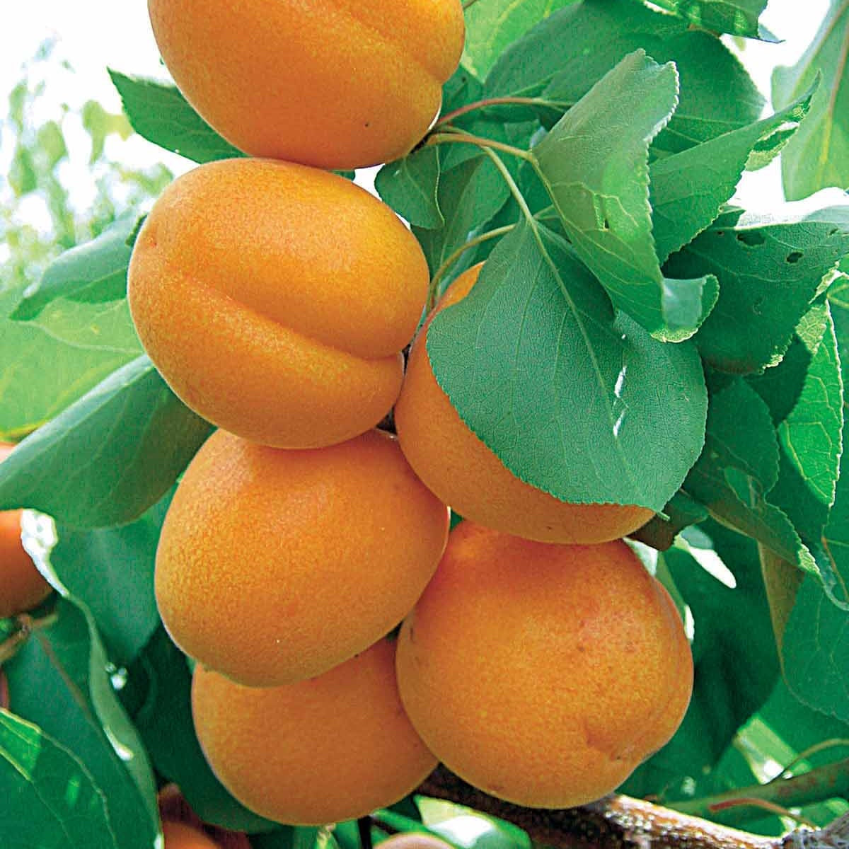 Prunus armeniaca Polonais - Aprikose ‘Polonais’ - Aprikosenbäume