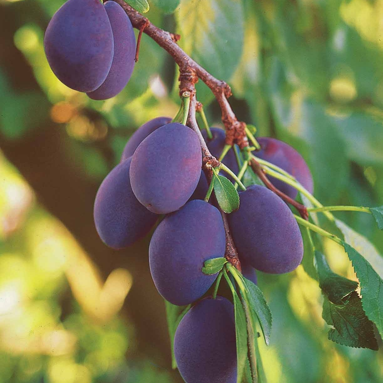 Pflaume ‘Quetsche d’Alsace’ - Pflaumenbäume - Bakker