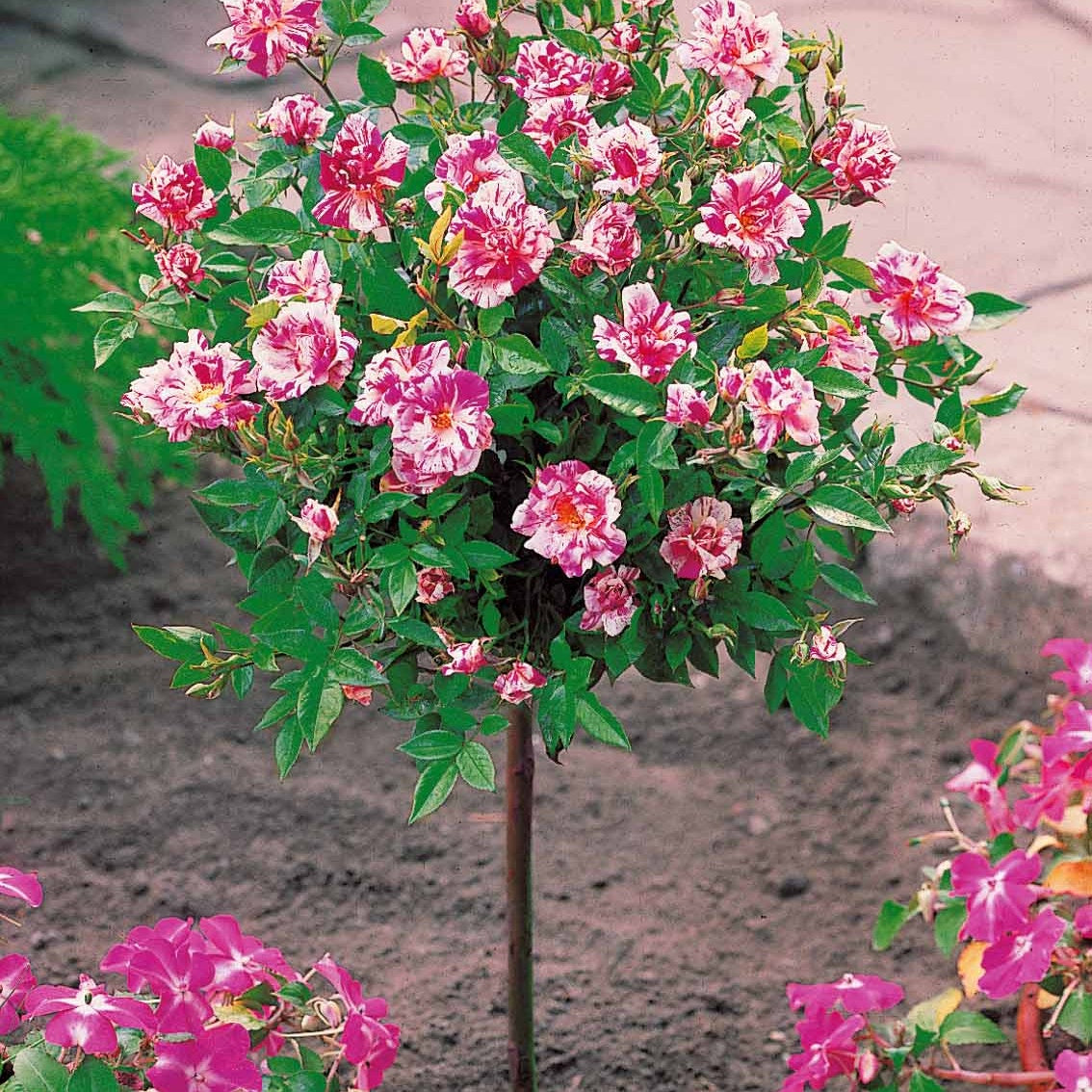 Stammrose Armida - Rosa (m) armida - Bakker
