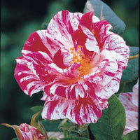 Stammrose Armida - Bakker