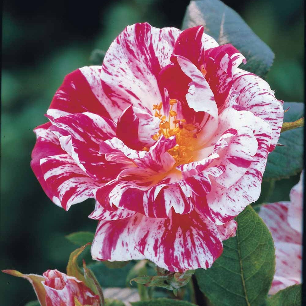 Stammrose Armida - Bakker