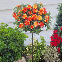 Stammrose Mousha - Rosa (m) mousha - Bakker