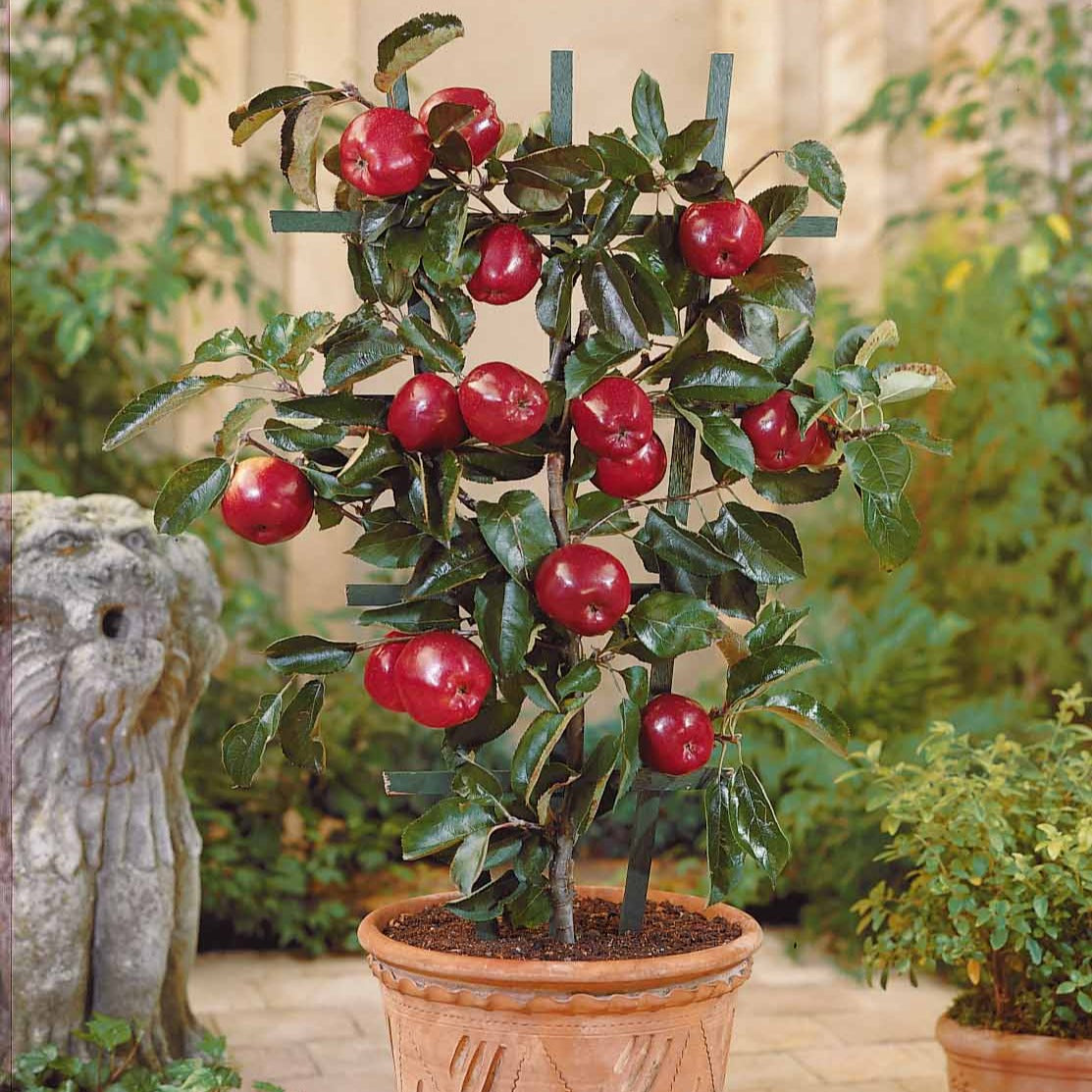 Zwerg-Apfelbaum Braeburn - Malus domestica Braeburn - Bakker